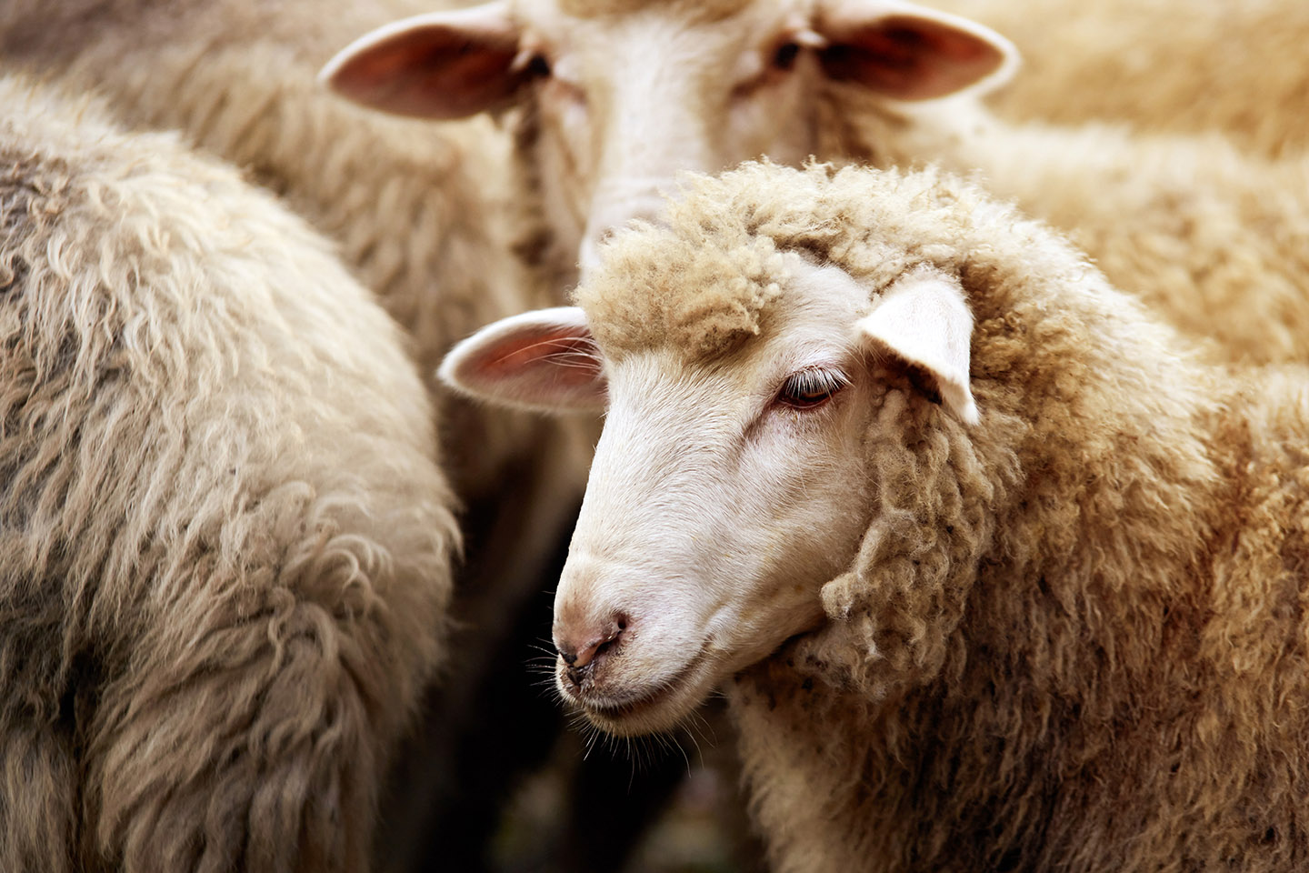 WA needs to expand sheep processing capacity. Photo: Adobe Stock