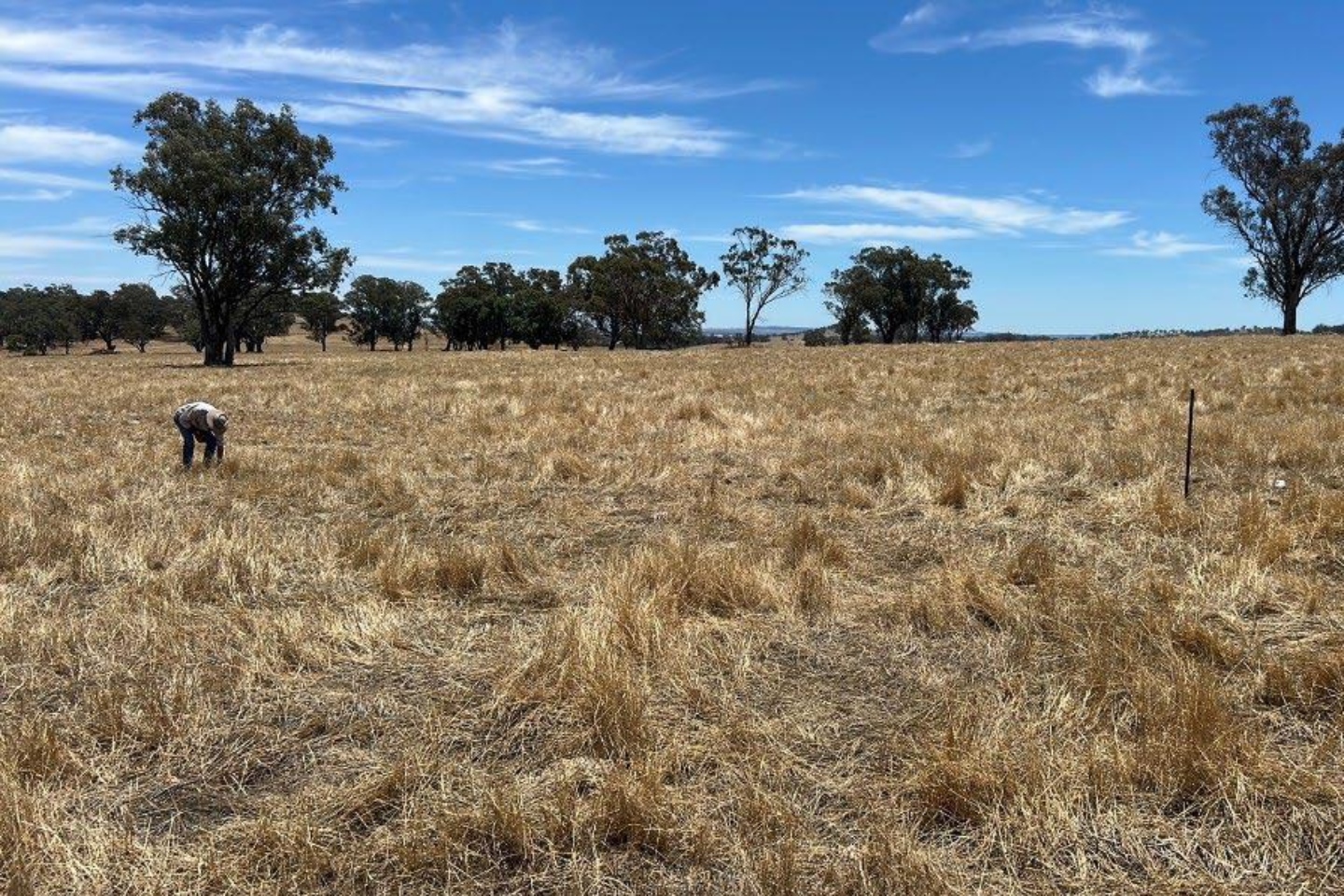 XPEDRA XPD SPRNGFLD Au BNBWA 1440x960.jpg