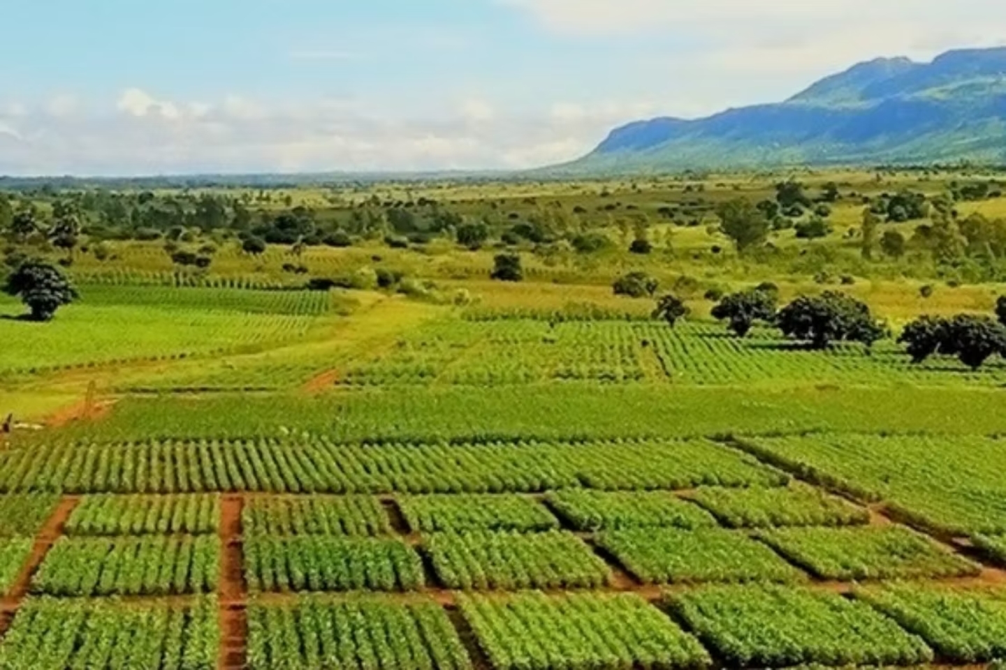 Brazilian farmland that is ideal for Pampafós