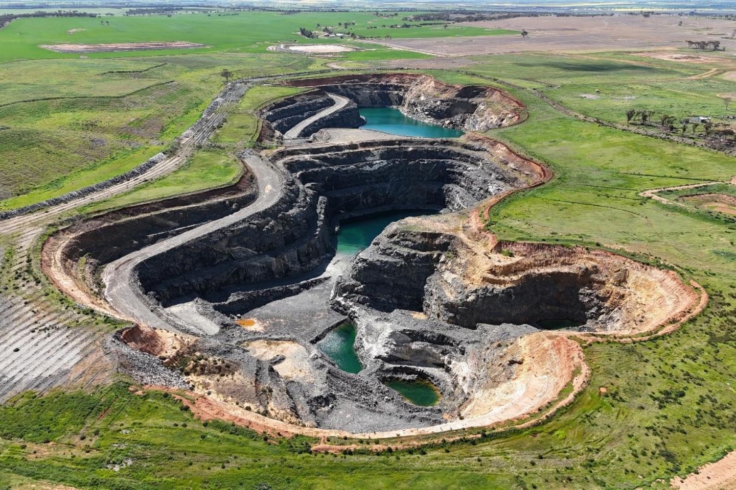 FORRESTANIA FRS TAMPIA PIT BNBWA