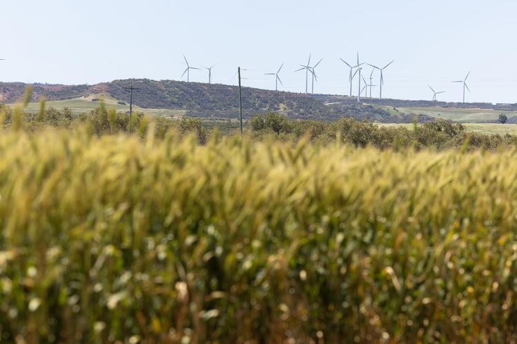 BP plans to build a 14GW renewables project in the Mid West. Photo: Tom Zaunmayr