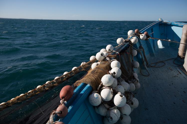 Fishing for demersal species has been banned off the west coast.