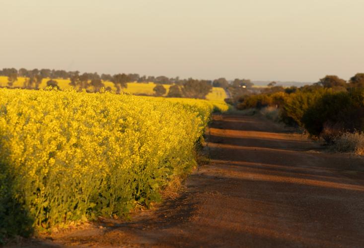 crop