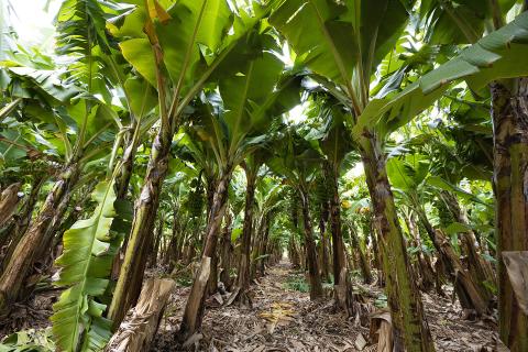 Carnarvon produces about 80 per cent of WA's banana crop. Photo: Tom Zaunmayr