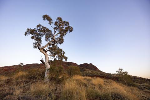 Newman is close to many of the Pilbara's mines. Photo: Tom Zaunmayr