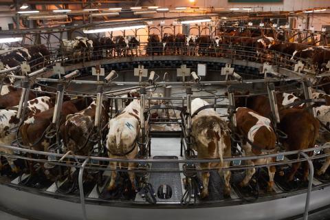 Australian milk sales to China were disrupted during the US-China trade imbroglio. Photo: Seventyfour