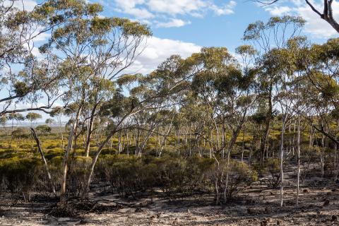About 16 million trees will be planted for the project. Photo: Carbon Neutral
