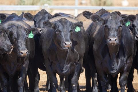Cows. Photo: Michael O’Brien