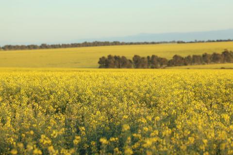 Canola crops around Chapman Valley in July 2026. Photo: Tom Zaunmayr