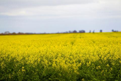 Europe has been the dominant destination for Australian canola in recent years. Photo: Tom Zaunmayr