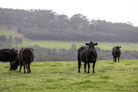 Fremantle Seaweed is developing cattle feed products. Photo: Tom Zaunmayr