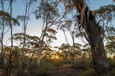 Tjiwarl Contracting Services has acquired Gambara. Photo: Tom Zaunmayr