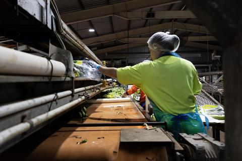 Foreign workers packing bananas in Carnarvon. Photo: Tom Zaunmayr
