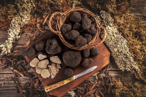 Truffles are a delicacy here and overseas. Photo: Grafvision