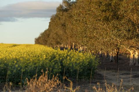 WA's cropping area is larger than Tasmania. Photo: Tom Zaunmayr
