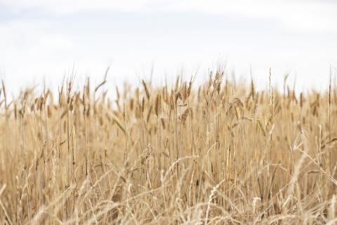 Grain from overloaded trucks is donated to the scheme. Photo: Tom Zaunmayr