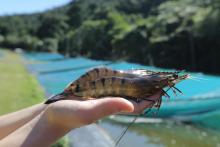 Photo: Seafarms