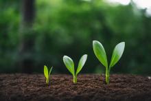 Businesses want to harvest value as they grow. Photo: Artrachen