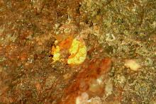 AUGUSTUS AUG MUSIC_W Au BNBWA