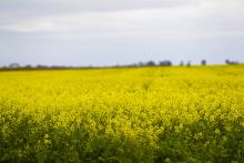 Canola would bee the main feed for oilseed plants proposed in WA. Photo: Tom Zaunmayr