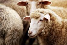 WA needs to expand sheep processing capacity. Photo: Adobe Stock