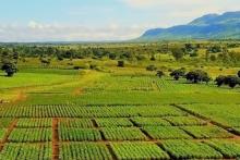Brazilian farmland that is ideal for Pampafós