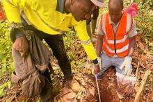 DALAROO_GOLD RIDGE_BNBWA