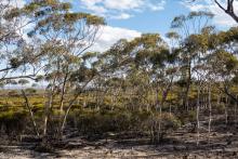About 16 million trees will be planted for the project. Photo: Carbon Neutral
