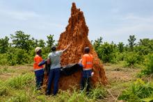 MetalsGrove Mining sampling of termite mound at Vavoua permit BNBWA