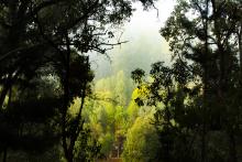 Dwellingup, south of Perth. Photo: Tom Zaunmayr