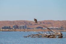 The draft Karratha 2050 plan will go before councillors on Monday. Photo: Tom Zaunmayr