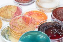 BIOTECH PROFILE_PETRI DISH_BNBWA