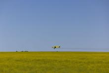 Aerial spraying of canola in September. Photo: Tom Zaunmayr