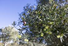 Olive oil prices a rising due to a global shortage. Photo: Tom Zaunmayr